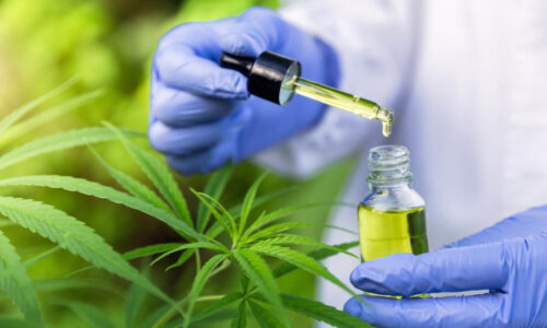 The Benefits of Cannabis for Chemotherapy Patients.