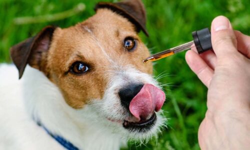CBD Oil: Beneficial For Dogs?