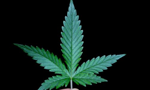 Israel to Decriminalize Marijuana.￼