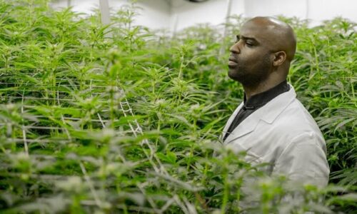 Former NFL Star Ricky Williams’s Opinion of Cannabis: