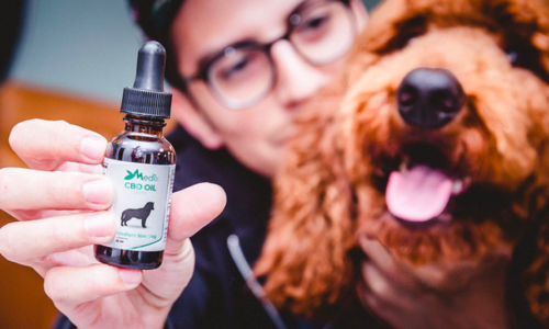 CBD Products for Pets?