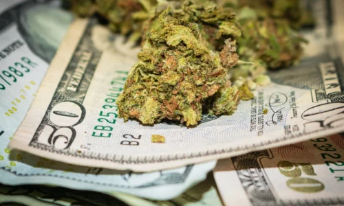 Young Woman Found with Marijuana and $100,000 in Cash