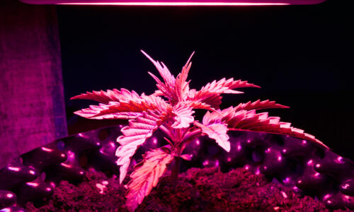 Australian Cannabis Facility Emits Unusual Pink Glow