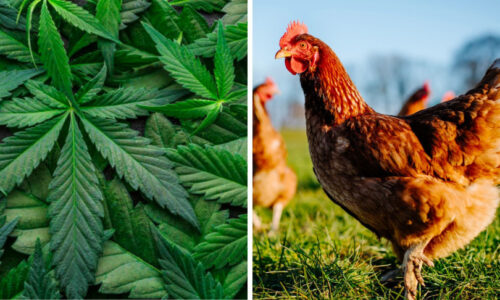 Some Thai Farmers Are Feeding Chickens Cannabis