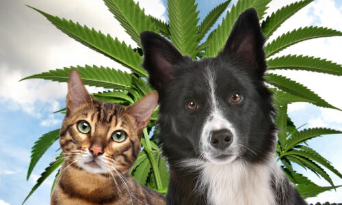 Celebrating World Animal Day and the Use of Cannabis For Animals