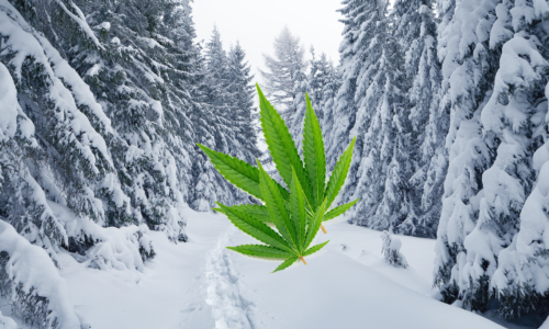 Can You Grow Cannabis In The Winter?