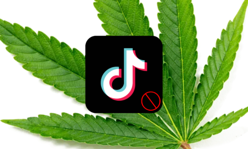 Tik Tok Doesn’t Like Cannabis, But We Do! How Do We Find Cannabis Content On Tik Tok?
