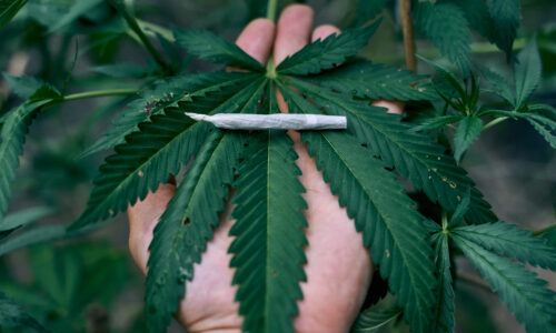Mile High Milestone: Reflecting on Colorado’s Cannabis Legalization Journey
